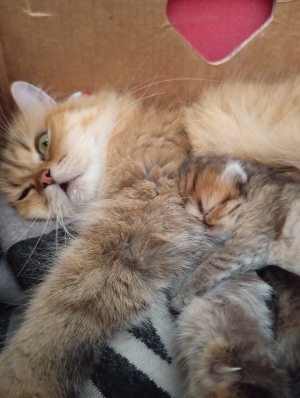 Chatons persan chinchila