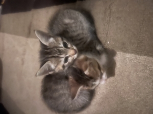 Two Adorable Kittens Looking for a Loving Home