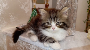 Chaton Persan Chinchilla