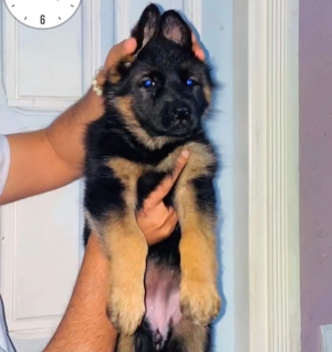 Chiot berger allemand pedigree