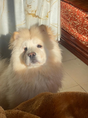Magnifique Chow-Chow de 4 mois et demi à vendre