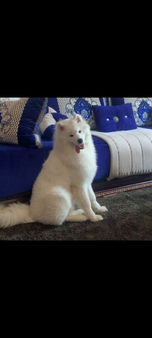 Samoyed