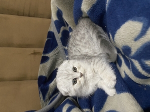 Scottish fold