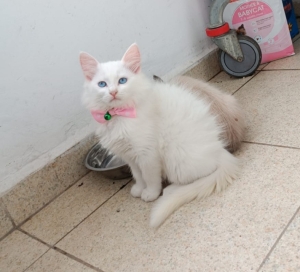 Persan croisé angora