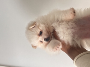 SPITZ POM femelle