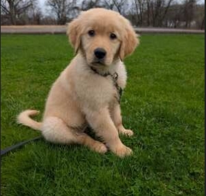 Golden retriever  Male de 4 mois