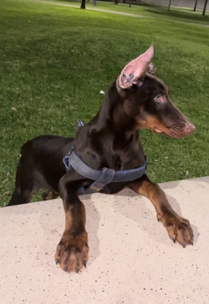 Male doberman