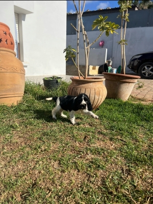 Cocker Anglais ✨ Photos réelles 📸