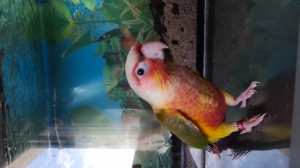 Perroqutte conure