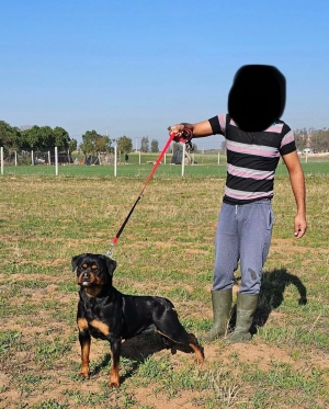 Rottweiler pedigrée confirmé