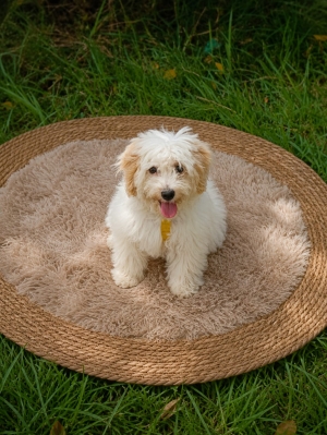 Femelle bichon maltais