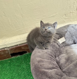 Chartreux kitten