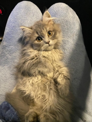 Femelle British LongHair ✨
