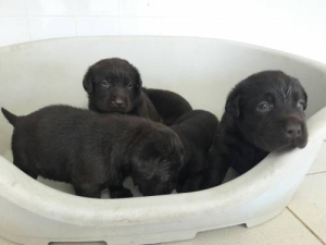 Labrador Noir 🐾