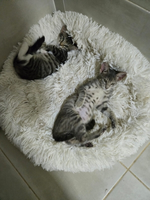 Chatons pour l adoption