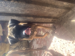 Vente chiot persa cannario