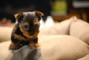 magnifiques chiots yorkshire toy