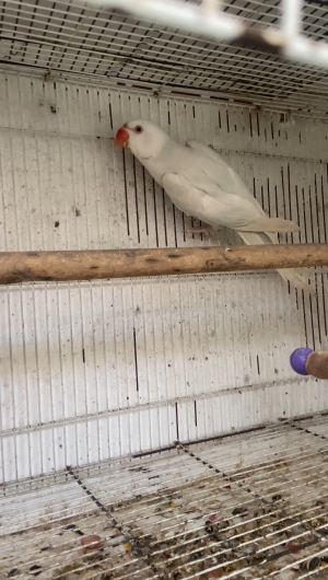 PERRUCHE A COLLIER CLEARTAIL-PALLID