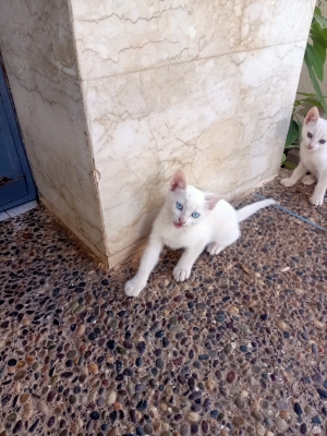 Magnifique chaton au yeux bleu
