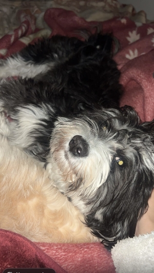 Bichon maltais à donner