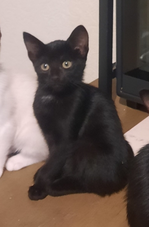 Noir spot blanc au cou