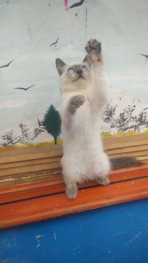 Chat siamois himalaya