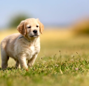 Golden retriever pure race