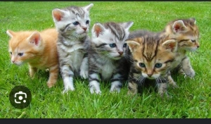 Chatons gratuits