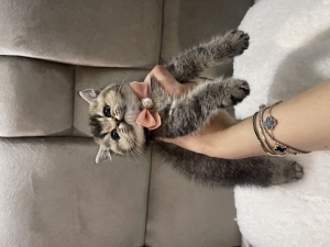 Femelle scottish blotched black golden