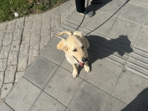 Chiot Golden Retriever Male
