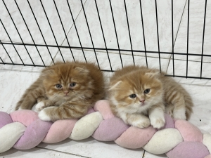 Chatons scotich fold x persan 2 mois a vendre