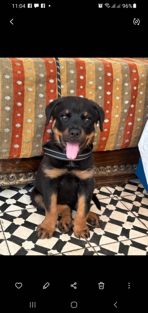 Rottweiler
