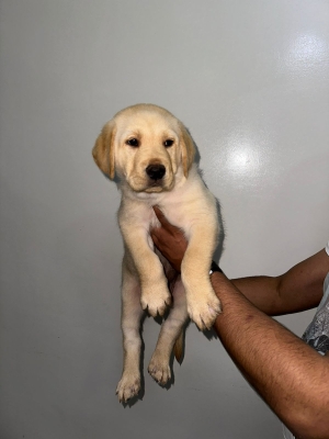 Labradors de pure race