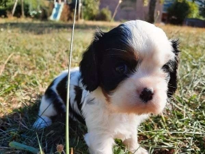 Cavalier king charles
