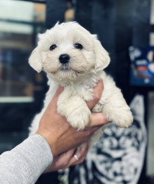Bichon maltais avec cadeaux