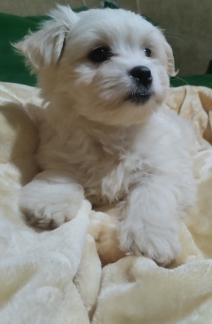 كلب بيشو مالطي