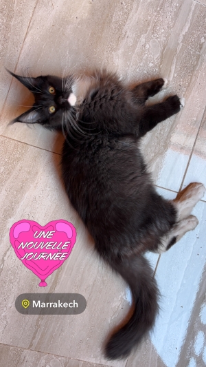 Chaton Maine Coon Black Smoke