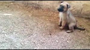 Chien berger malinoi