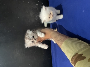 Chatons persan chinchilla