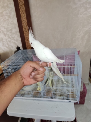 Des oiseaux bien dressé à Casablanca