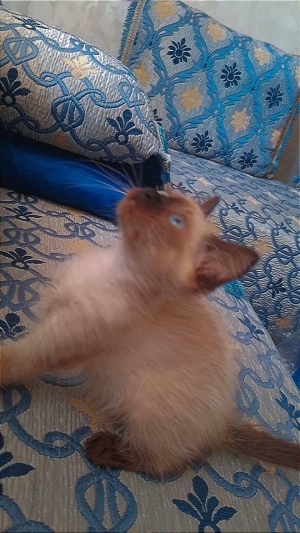 Chaton siamois femelle