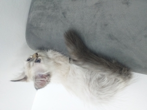 Chat persan chinchilla