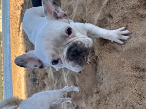 Bulldog français castré