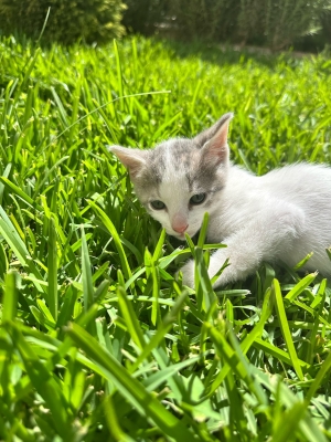 Chatons à donner – Adoption gratuite ! 🐱