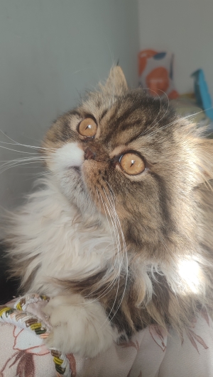 Mâle persan race pur