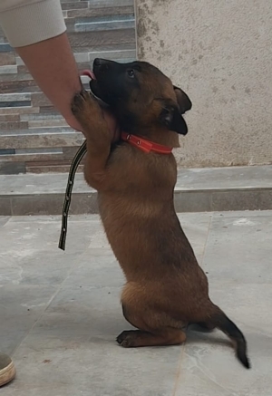 Chiot Malinois charbonné 2 mois