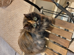 Chat femelle persan,  a céder pour depart