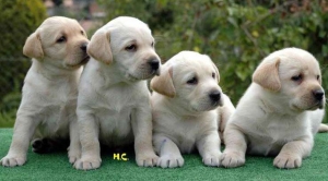 Labrador pure race