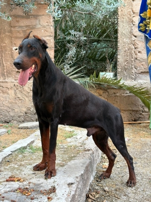 Doberman de 14mois pour la garde