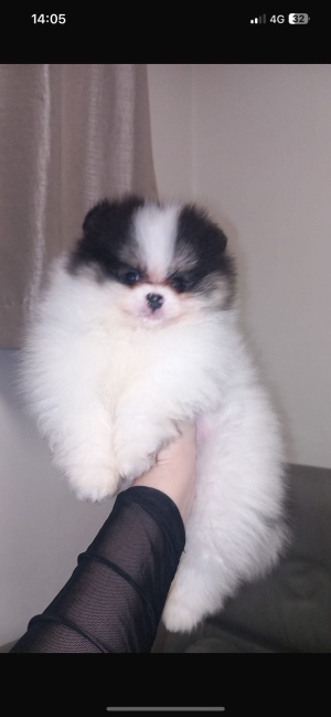 loulou de pomeranie pedigree